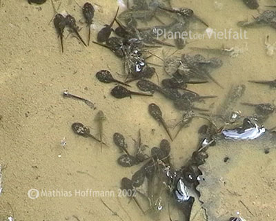 Kaulquappen in T�mpel