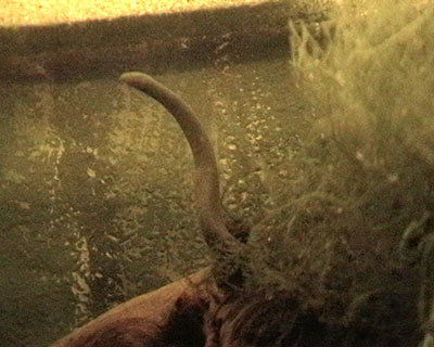 Schwimmw�hle im Aquarium