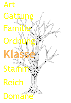 Stammbaum der Organismen