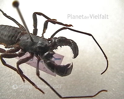 Geisselskorpion Sammlung Phyllodrom