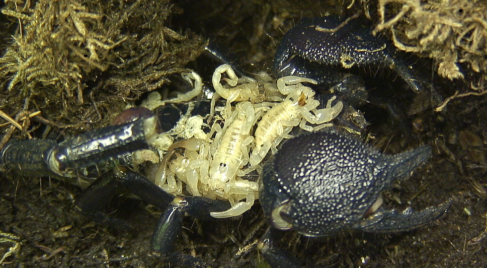 Riesenwaldskorpion mit Jungtieren