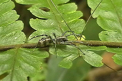 Sechsaugenspinne am Gunung Singalang Sumatra