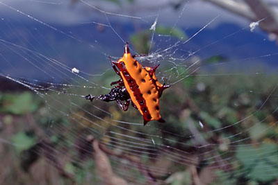 Stachelspinne Wamena