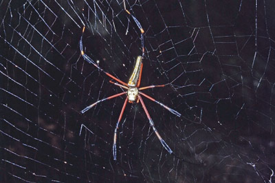 Nephila Radnetzspinne