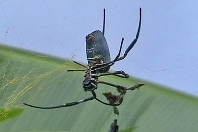 Nephila Seidenspinne Bali Indonesien 2002