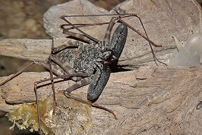 Geisselspinne Damon spec.