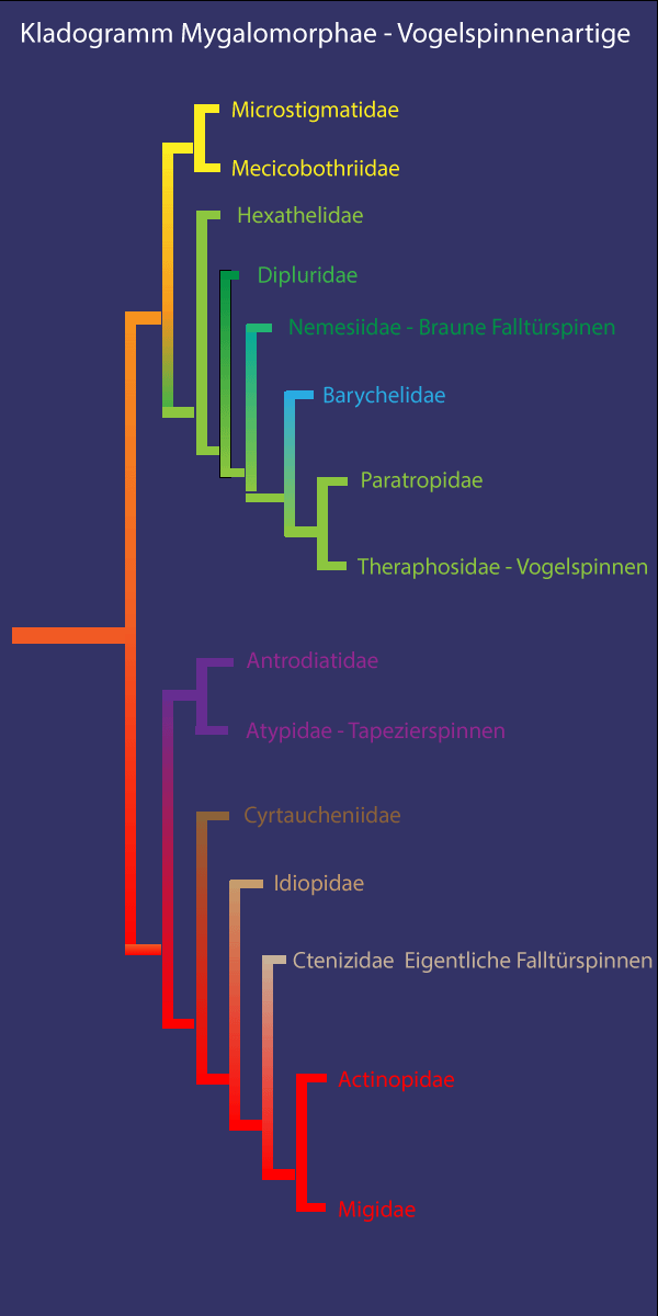 Kladogramm Vogelspinnenartige