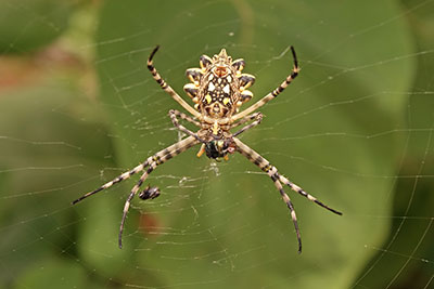 Wespenspinne Argiope lobata thiopien