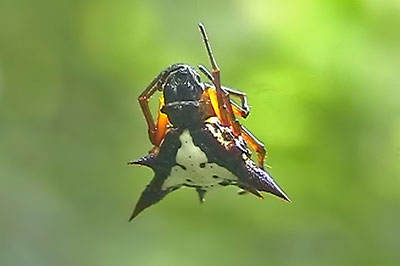 Gasteracantha Stachelspinne