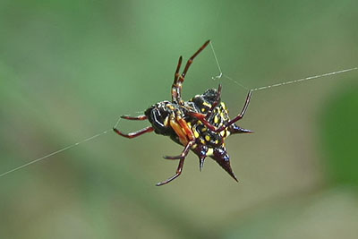 Gasteracantha Stachelspinne