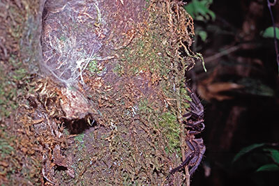 Vogelspinne Mount Kinabalu, Borneo