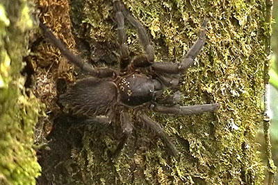 Vogelspinne am Mount Kinabalu, Borneo
