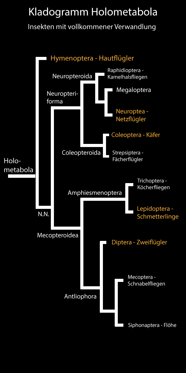 Kladogramm Holometabola