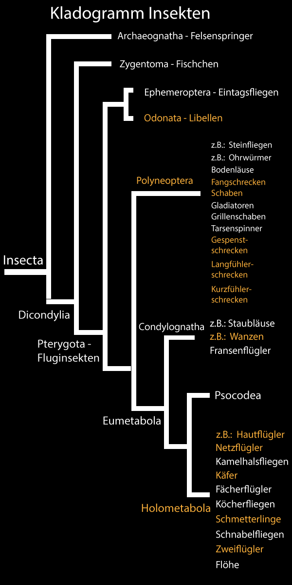 Kladogramm Insekten