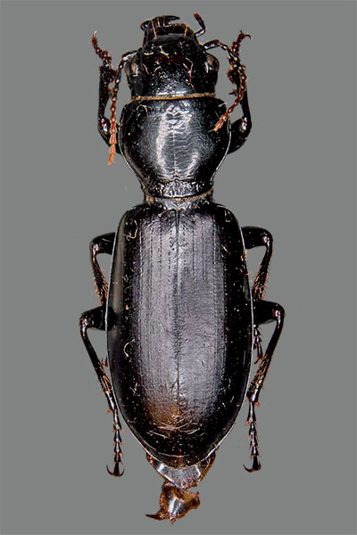 Kopflaeufer Broscus cephalotus