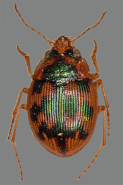 Gemeiner Grundk�fer