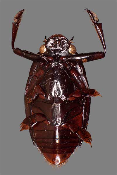 Taumelk�fer Unterseite