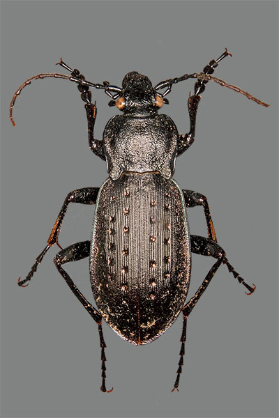 Gartenlaufk�fer Carabus hortensis