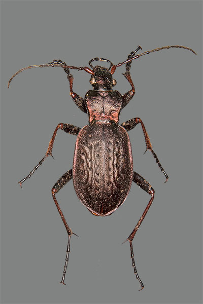 Linne�s Laufk�fer Carabus linnei