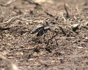 Paarung Sandlaufkaefer Neu Britannien