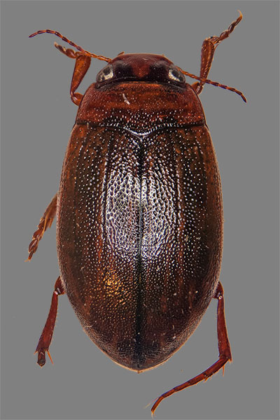 Zwergschwimmer Coelambus impressopunctatus