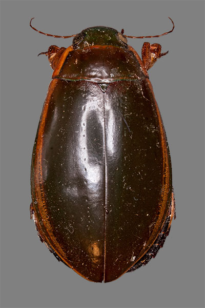 Gaukler M�nnchen Cybister laterimarginalis