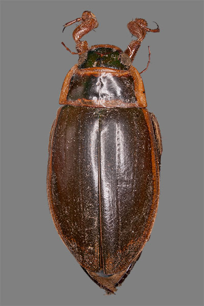 Gelbrandk�fer M�nnchen Dytiscus circumflexus