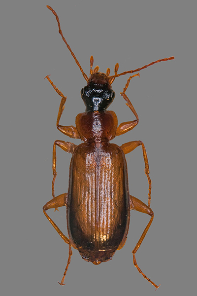 Schwarzrandiger Rindenl�ufer Dromius schneideri