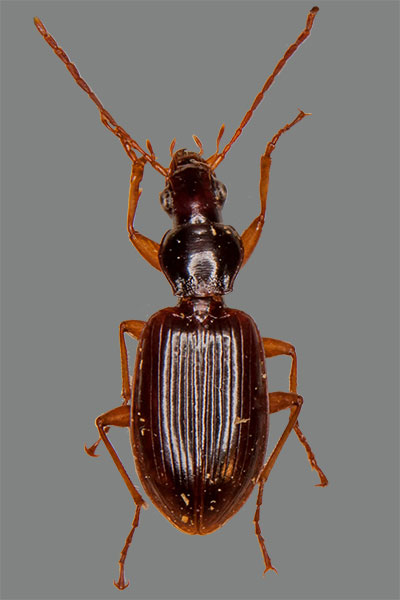 Wei�f��iger Enghalsl�ufer Platynus albipes