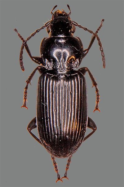Grabk�fer Pterostichus anthracinus