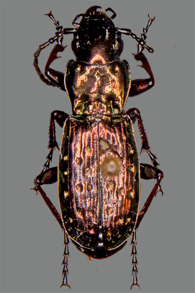 Grabk�fer Pterostichus pilosa