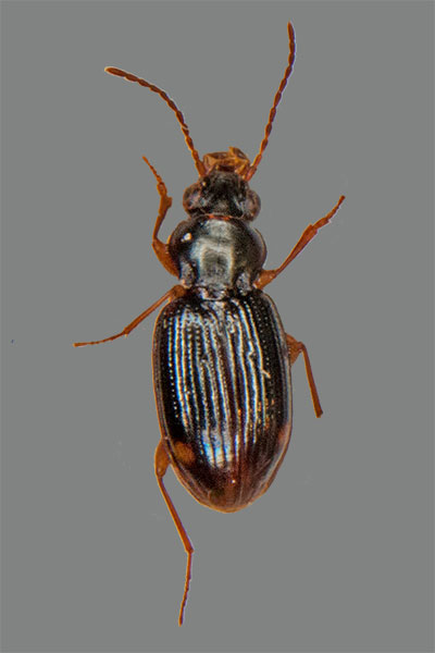 Bembidion minimum