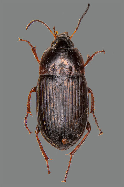 Kanalk�fer Amara similata