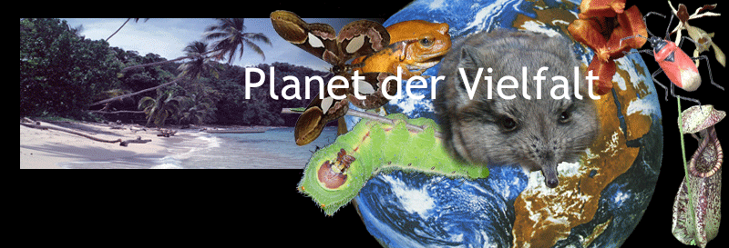 Kollage Organismen