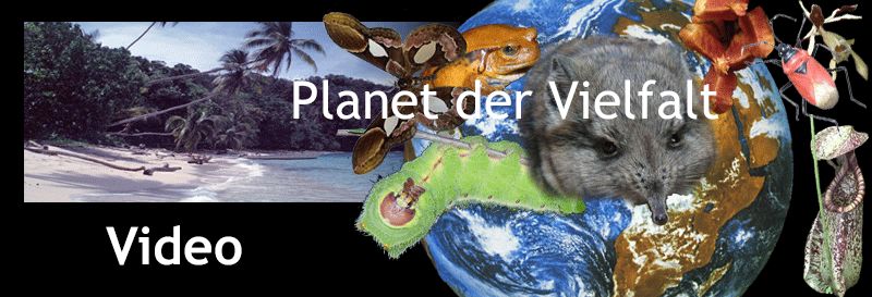Kolage Organismen