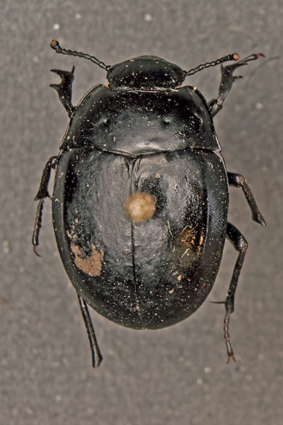 Schwarzk�fer Erodius goryi