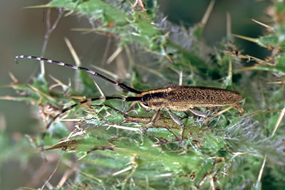 Scheckhorn-Distelboch Agapanthia villosoviridescens