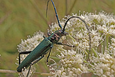Moschusbock Aromia moschata