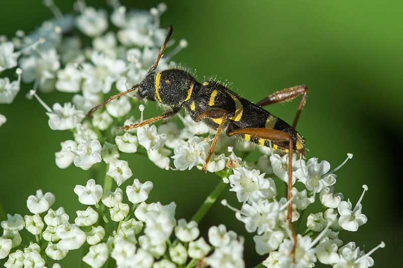 Gemeiner Widderbock Clytus arietis