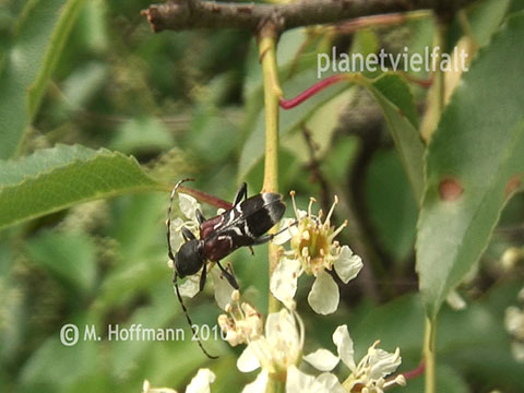Dunkler Zierbock Anaglyptus mysticus