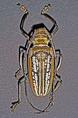 Batocera wallacei