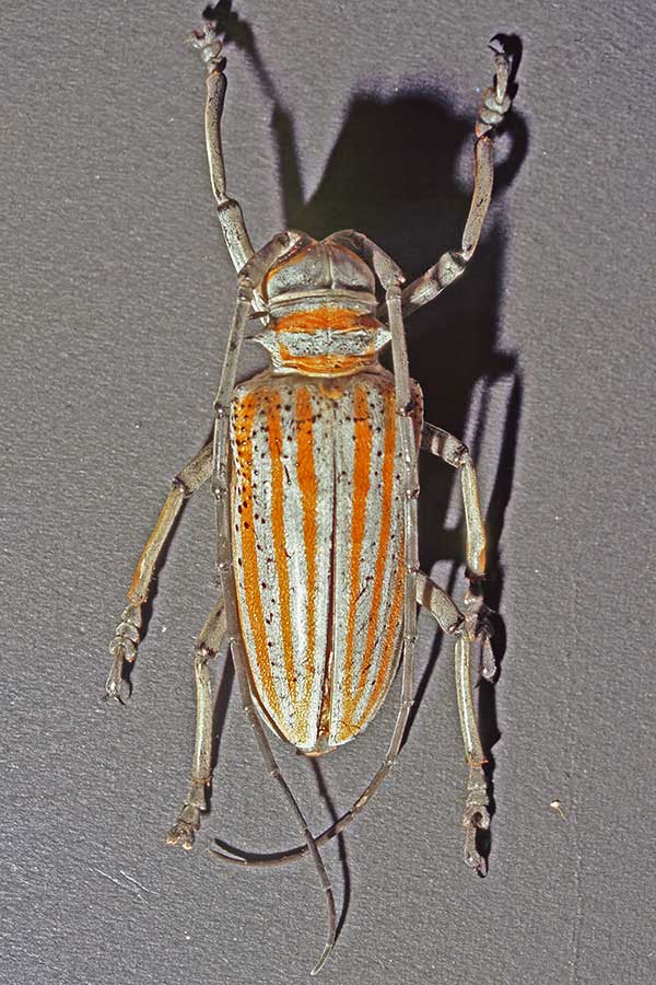 Rosenbergia weiskei