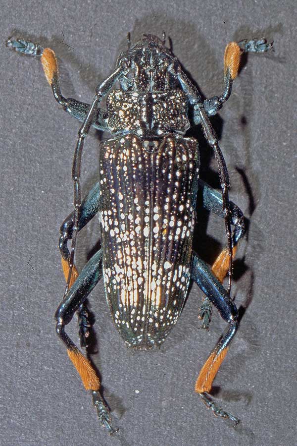 Bockkfer Sphingnotus spec. 