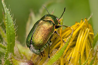 Fallkfer Cryptocephallus spec.