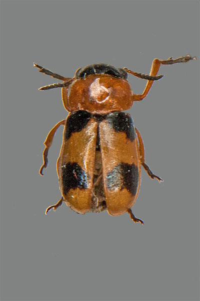 Coptocephala unifasciata