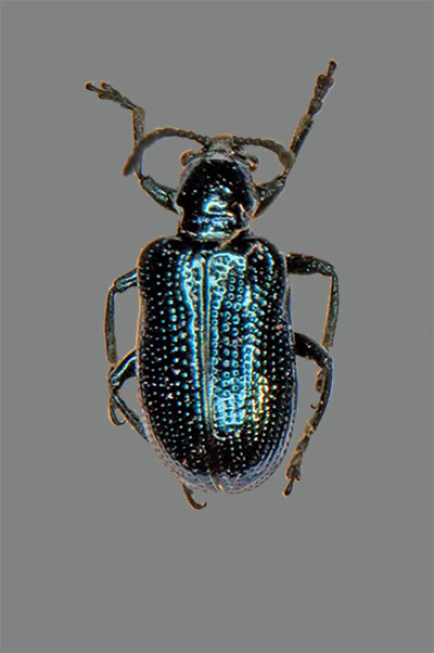 Blatthhnchen Oulema gallaeciana