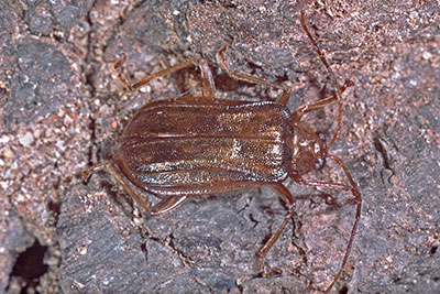 Blattkfer aus Neuguinea