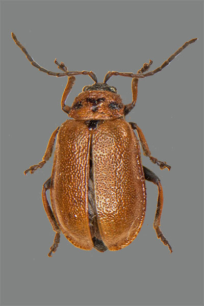 Braungelber Weidenblattkfer