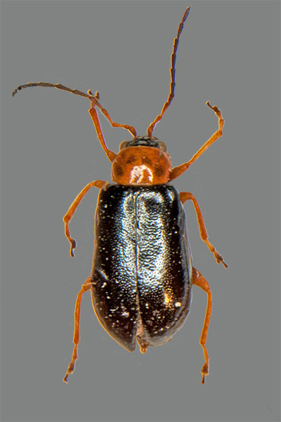 Schwarzer Weidenblattkfer Luperus luperus