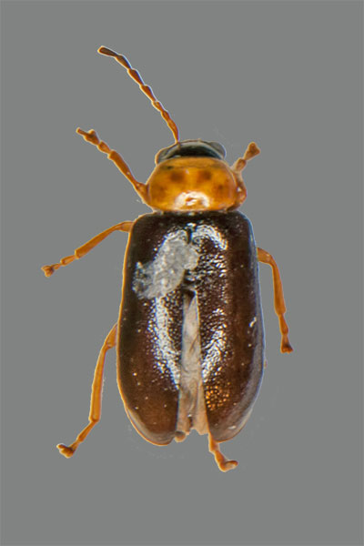 Calomicrus pinicola
